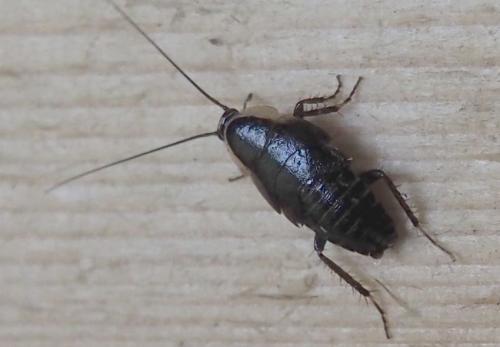 Réf. 234 519 : Ectobius sp.